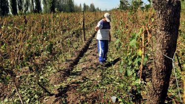 Declararon la emergencia agropecuaria en Mendoza