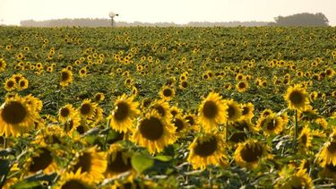 La producción de girasol se redujo un 30% en Santa Fe