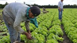 Prestación por desempleo para trabajadores rurales subió un 22%