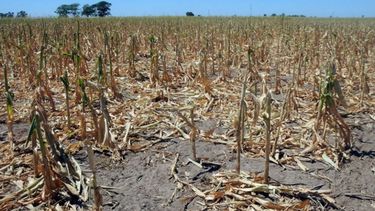 Nación declaró la emergencia agropecuaria en Entre Ríos