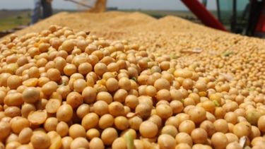 Aumentaron un 28% las importaciones chinas de soja brasileña