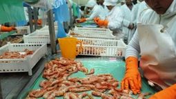 Argentina le venderá langostinos a Australia