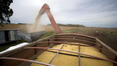 La molienda de soja llegó a su menor nivel en 15 años