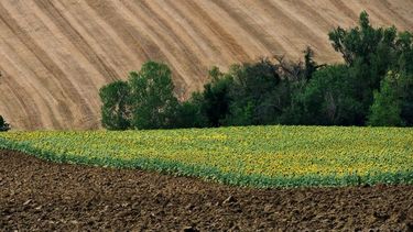 Remarcan que Latinoamérica debe hacer un mejor trabajo en los suelos agrícolas