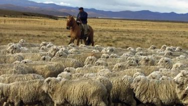 Crean programa para compensar a productores patagónicos de lana