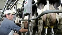 El nivel de producción de leche seguirá en un alto nivel