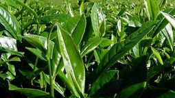 Misiones fijó los nuevos precios del té