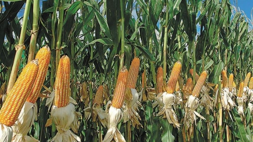 Se necesitan 3.712 kilos de maíz por hectárea para cubrir costos