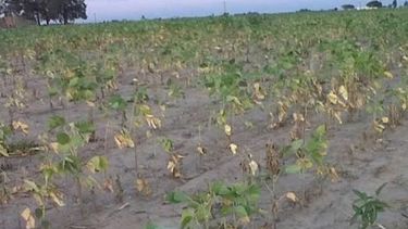 Pérdidas por la sequía llegarían hasta u$s 2.800 millones