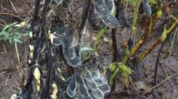 La soja de la zona núcleo sufre las consecuencias negativas de las lluvias