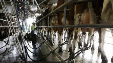 Entregan compensaciones económicas a productores lecheros