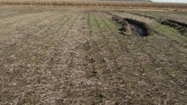 Suelos compactados bajan el rendimiento de los cultivos en un 28%