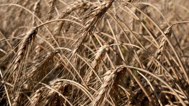 Últimas tecnologías en trigo superan todos los pronósticos