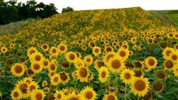 Concluyó la cosecha de girasol con producción de 3,5 millones de toneladas