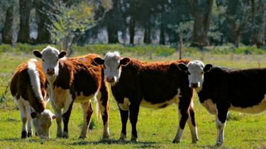 La faena de ganado bovino bajó casi un 3% intermensual