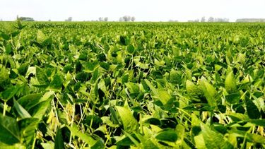 La falta de lluvias y las altas temperaturas afectan a la soja y el maíz