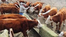 Suba en los costos de la producción pecuaria fue menor que la inflación