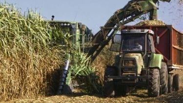 Esperan que el sector azucarero pueda escapar a la cuarentena