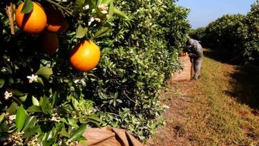 Buen panorama para la citricultura argentina