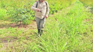 Productores del NEA vuelven a combatir las malezas con métodos clásicos
