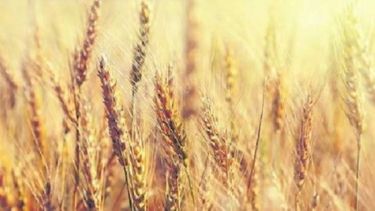 En tres meses, Argentina colocó la mitad de su saldo exportable de trigo