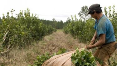 Sigue adelante iniciativa en defensa del sector yerbatero