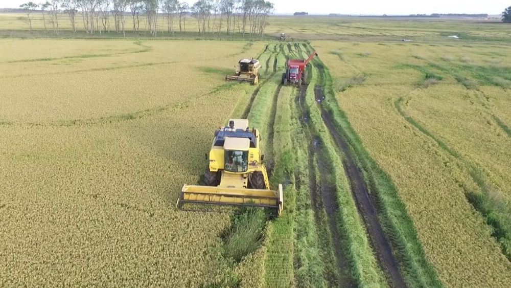 Se destacó la producción de arroz.