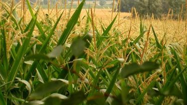 El maíz genera dudas entre los productores locales