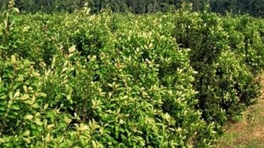 Nación decidirá el precio de la yerba para la cosecha de inverno