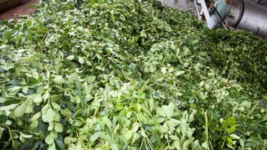 Establecieron el precio de la materia prima de yerba mate