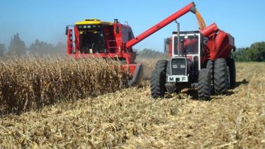 USDA redujo la estimación de los granos en Argentina