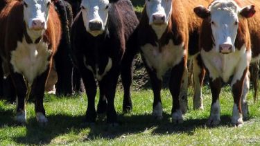 Inversiones chinas llegan al sector ganadero de Córdoba